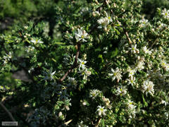 Asparagus capensis capensis