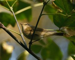 Phylloscopus collybita