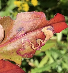 Phytomyza penstemonis