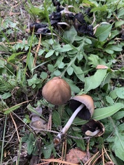 Coprinellus micaceus