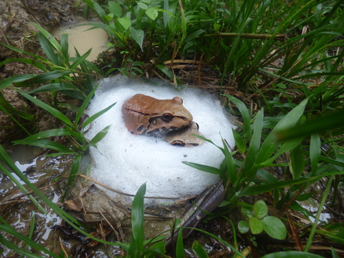 Central American Bullfrog, Leptodactylus savagei