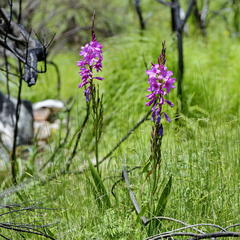 Watsonia rogersii