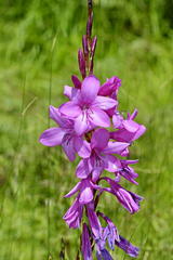 Watsonia rogersii
