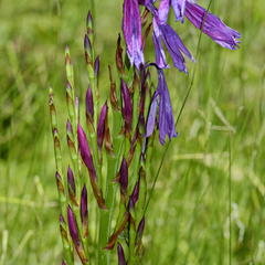 Watsonia rogersii