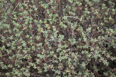 Drosanthemum hispidum