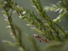 Plagiothecium piliferum