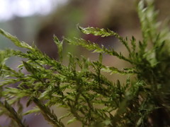 Plagiothecium piliferum