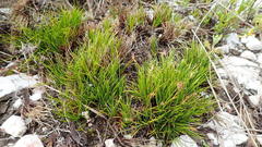 Ficinia overbergensis