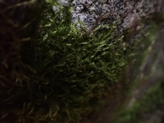 Plagiothecium piliferum