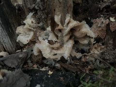 Merulius tremellosus