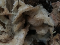 Merulius tremellosus