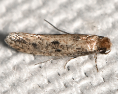 Niditinea orleansella