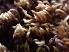 Homalothecium aureum