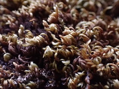 Homalothecium aureum