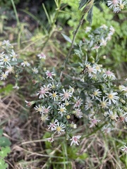Symphyotrichum