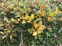 Salix uva-ursi