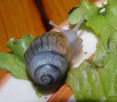 Cochlitoma granulata