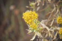 Ericameria parishii