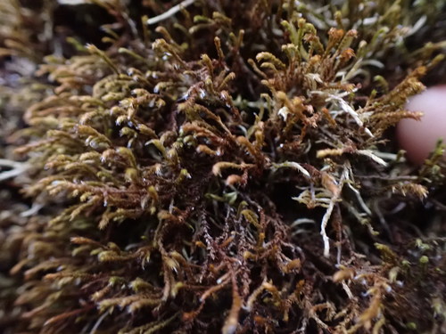 Image of Pseudobraunia californica by no rights reserved