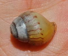 Cochlitoma granulata