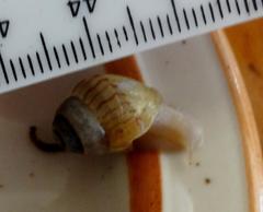 Cochlitoma granulata
