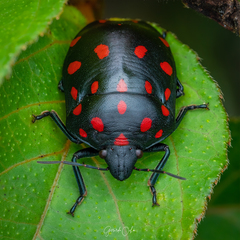 Pachycoris klugii