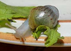 Cochlitoma granulata
