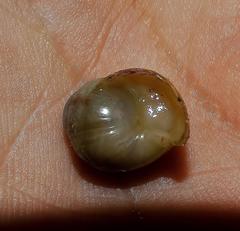 Cochlitoma granulata