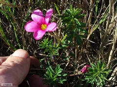 Oxalis hirta hirta