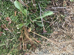 Solidago leiocarpa