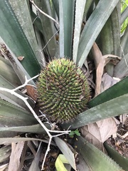 Karawata saxicola