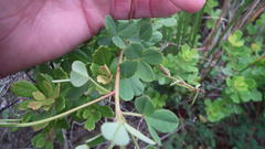 Indigofera erecta