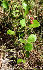 Gymnosporia markwardii