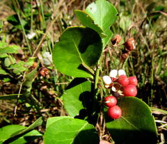 Gymnosporia markwardii