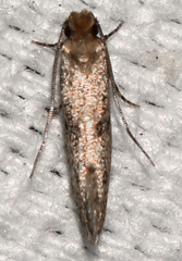 Niditinea orleansella