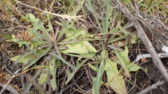 Lactuca inermis