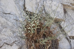 Stephanomeria cichoriacea
