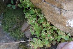 Crassula strigosa