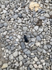 Carabus violaceus picenus