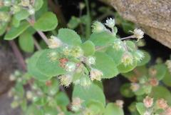 Crassula strigosa