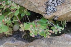 Crassula strigosa