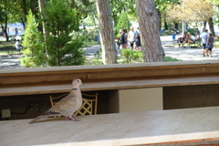 Streptopelia decaocto