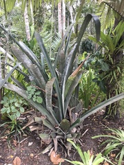 Karawata saxicola