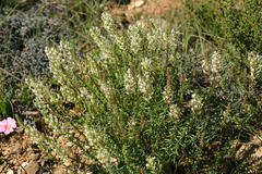 Hebenstretia parviflora