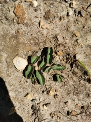 Euphorbia tuberosa