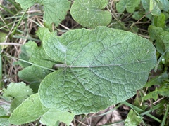 Arctium