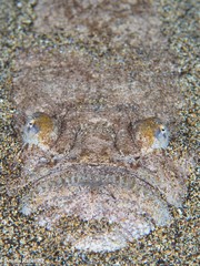 Uranoscopus scaber