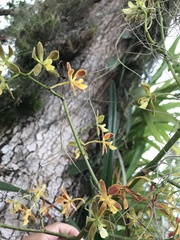 Encyclia patens