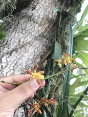 Encyclia patens