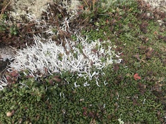 Thamnolia vermicularis